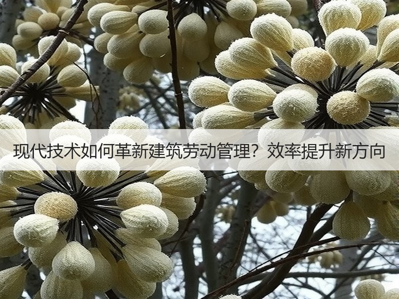 现代技术如何革新建筑劳动管理？效率提升新方向